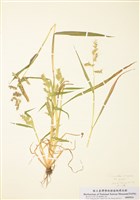 藏品(刺稗)的圖片